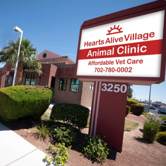 Animal Clinic