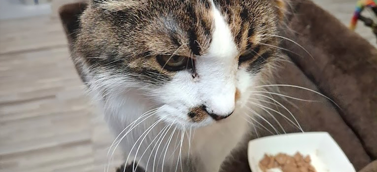 Cat Cafe