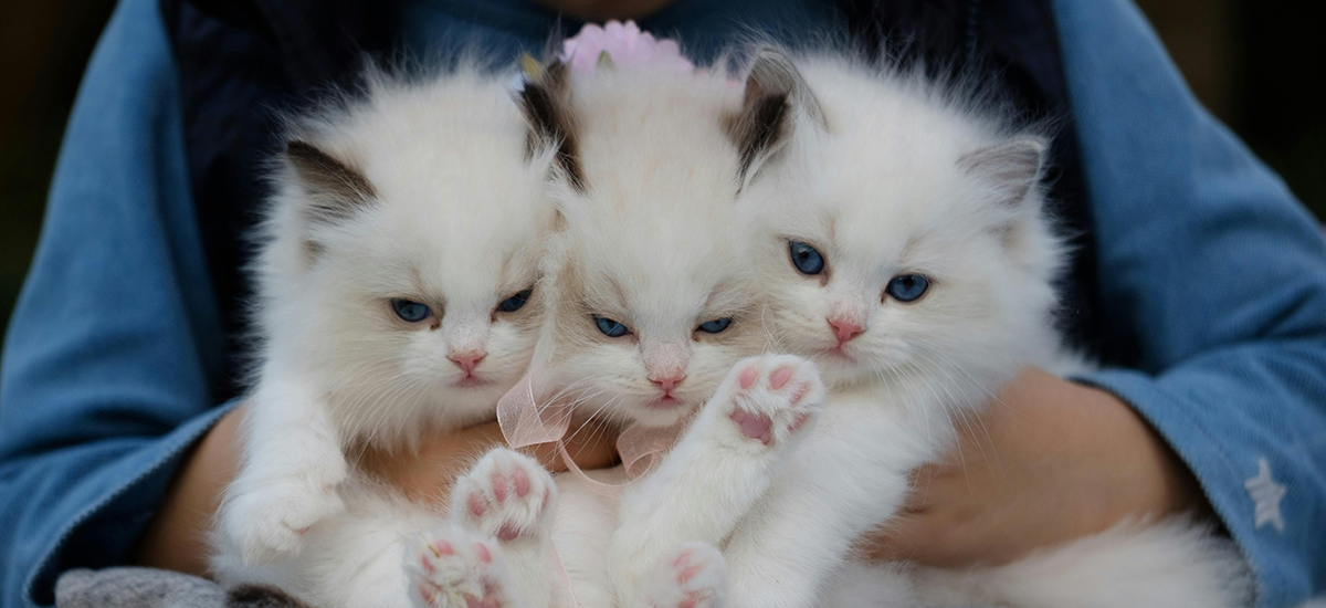 Kitten Season