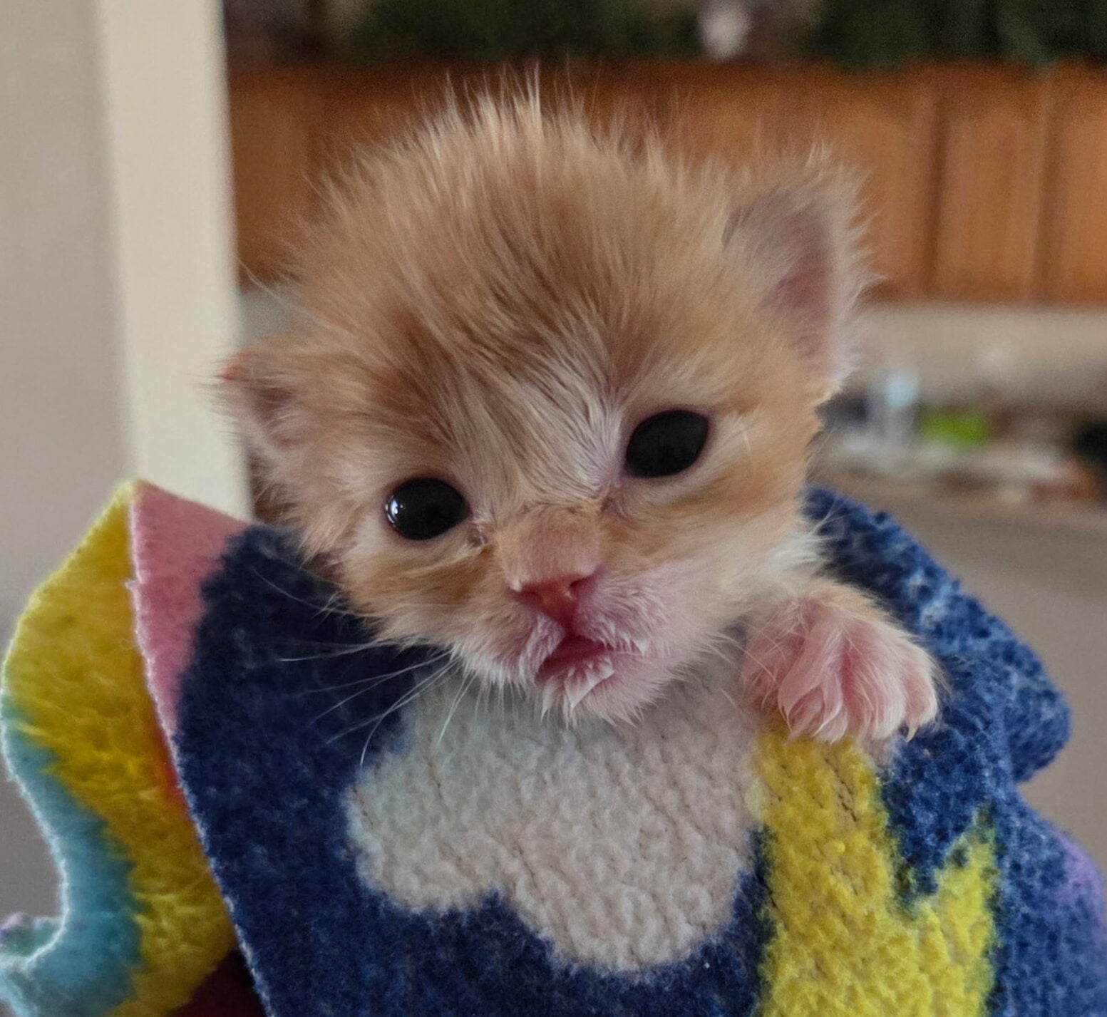 Kitten Season