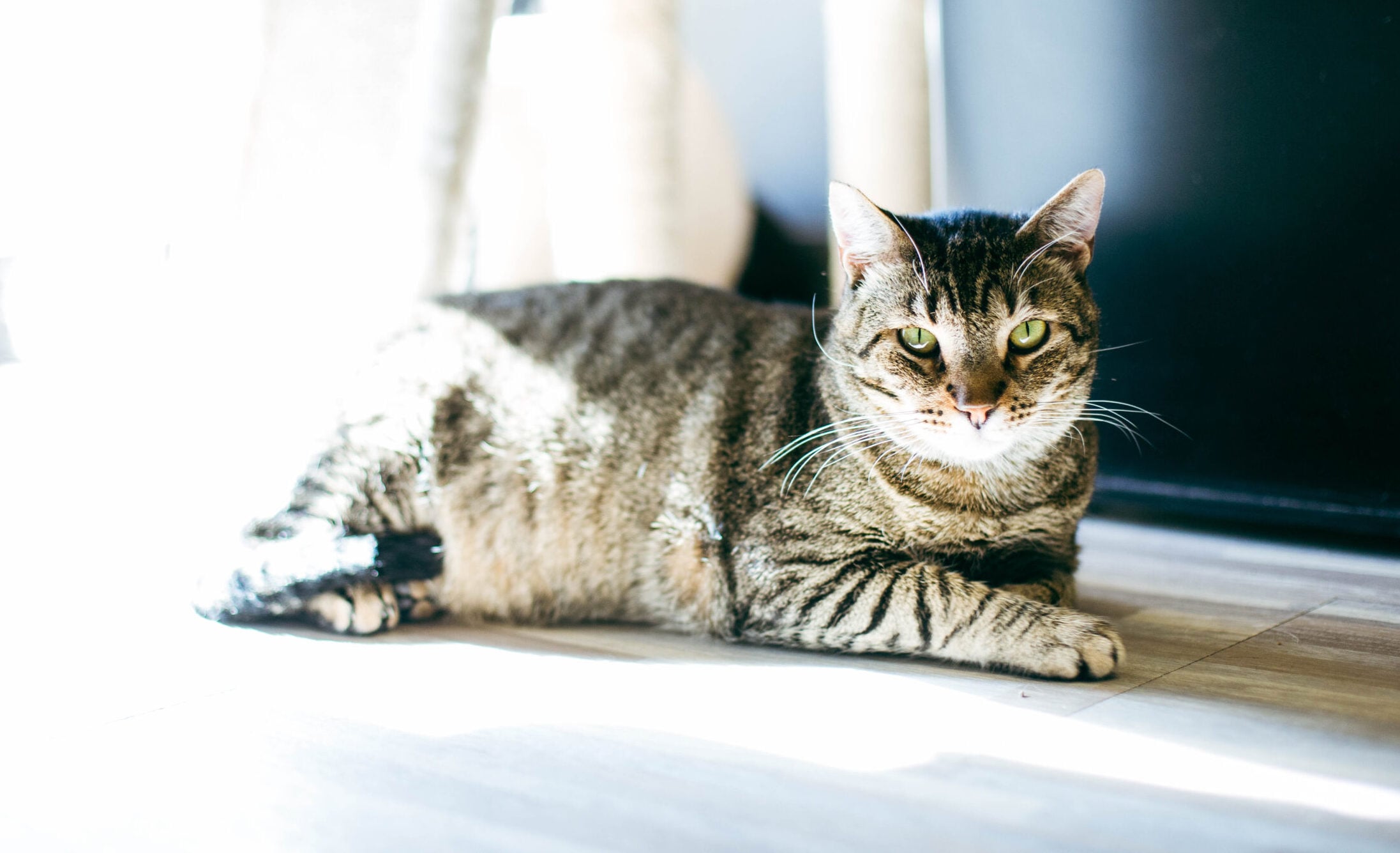 Cat Cafe
